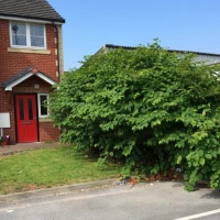Japanese Knotweed Specialists in Ashbury 1