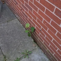 Japanese Knotweed Specialists in Rotherbridge 8