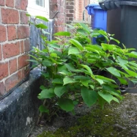 Removing Japanese Knotweed 6