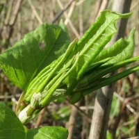 Removing Japanese Knotweed 7