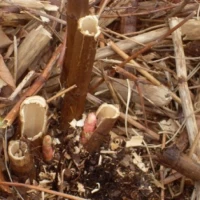 Removing Japanese Knotweed 9