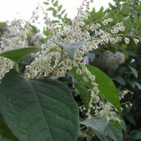 Removing Japanese Knotweed 2