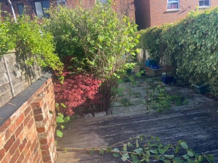 Japanese Knotweed Removal South East