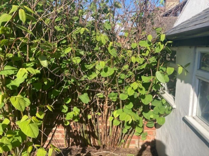 Removing Japanese Knotweed 