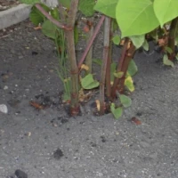Japanese Knotweed Identification in Abune-the-hill 0