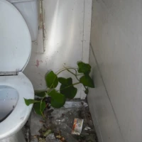 Japanese Knotweed Identification in West Yorkshire 3