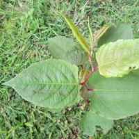 Japanese Knotweed Identification in Aby 4
