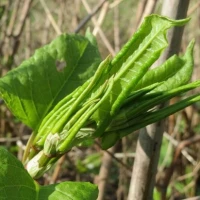 Japanese Knotweed Identification in Achleck 7