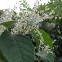 Japanese Knotweed Identification in Achleck 2