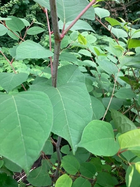 Japanese Knotweed Identification - Indentify Invasive Knotweed Plant