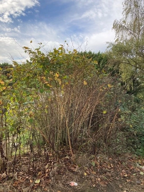 Japanese Knotweed Identification - Indentify Invasive Knotweed Plant