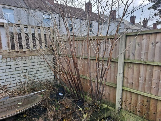 Japanese Knotweed Identification - Indentify Invasive Knotweed Plant