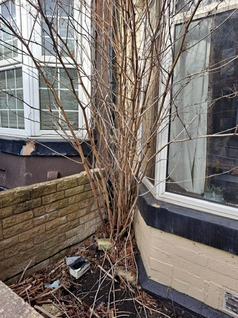 Japanese Knotweed Identification - Indentify Invasive Knotweed Plant