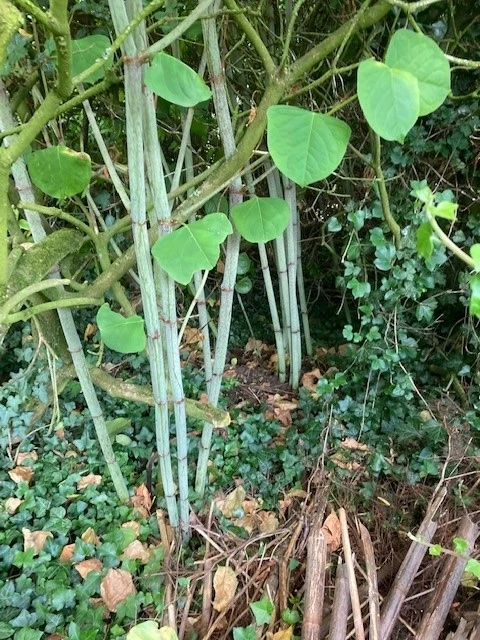 Japanese Knotweed Identification - Indentify Invasive Knotweed Plant