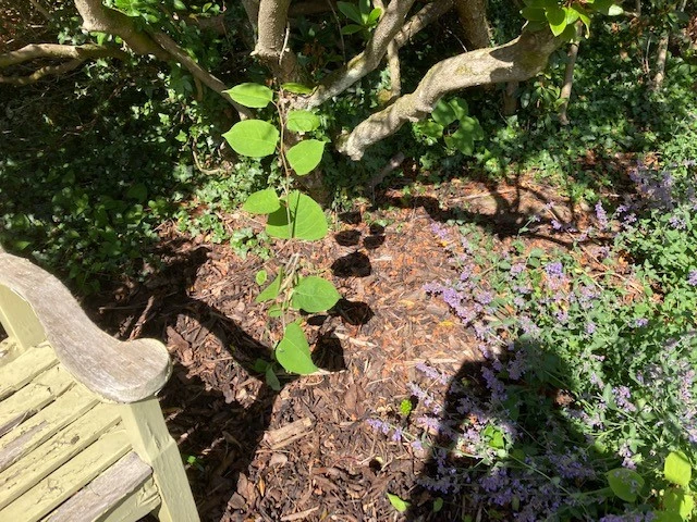 Japanese Knotweed Identification - Indentify Invasive Knotweed Plant